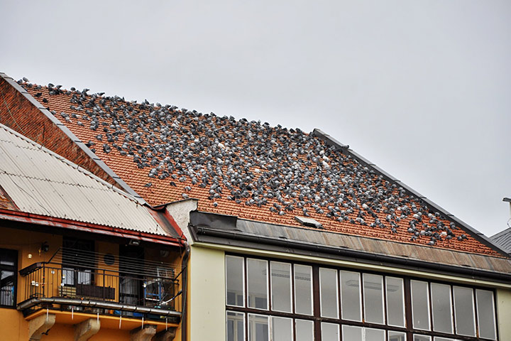 A2B Pest Control are able to install spikes to deter birds from roofs in Chichester. 