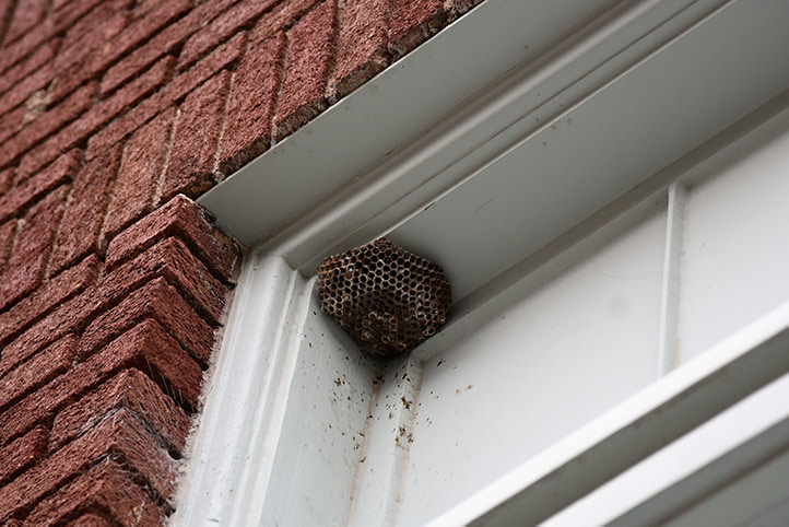 We provide a wasp nest removal service for domestic and commercial properties in Chichester.